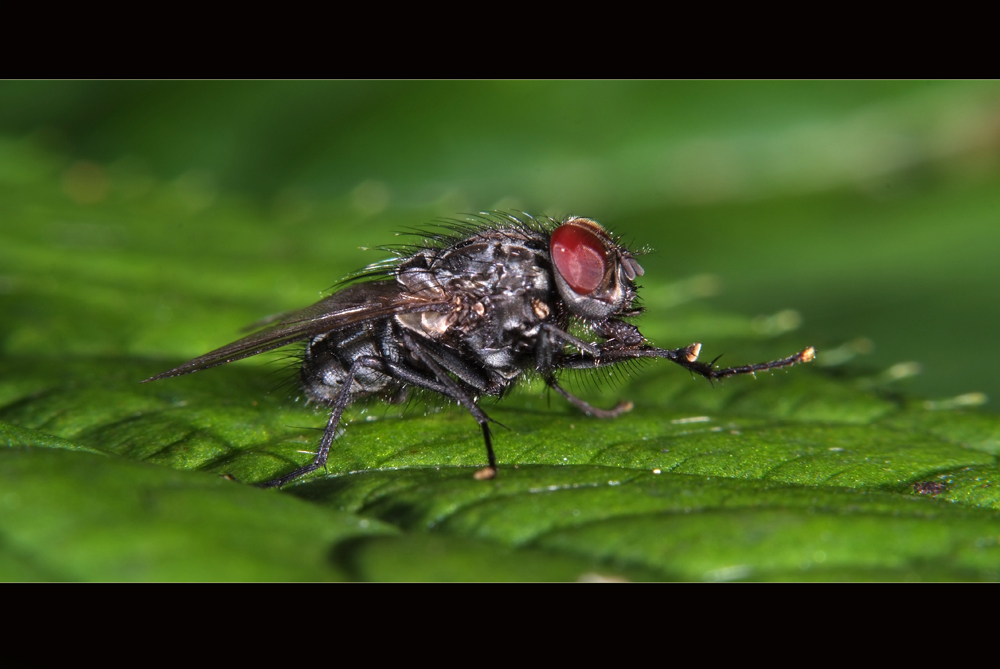 Fliege aus dem Wald