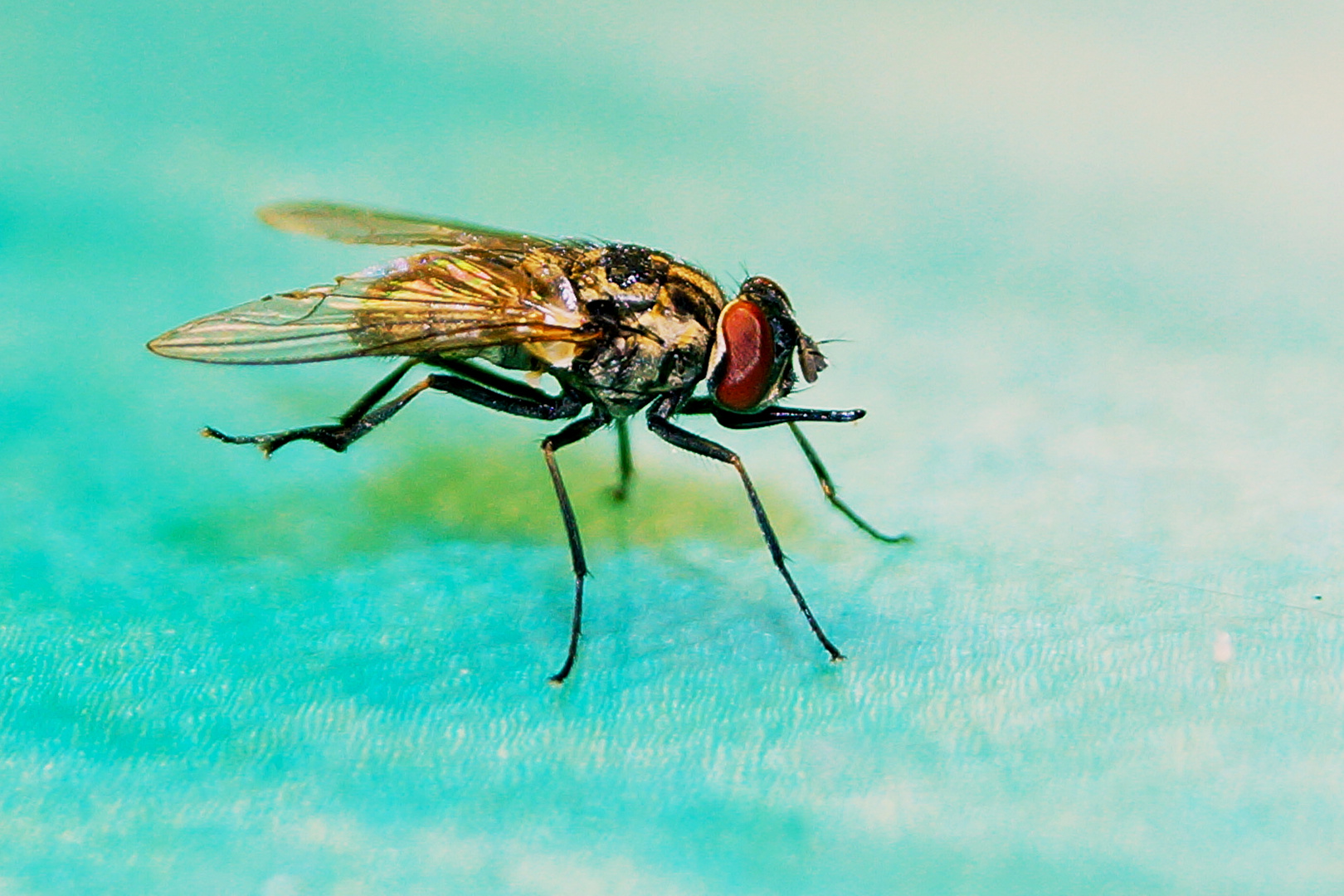 Fliege aus der Kaffeetasse