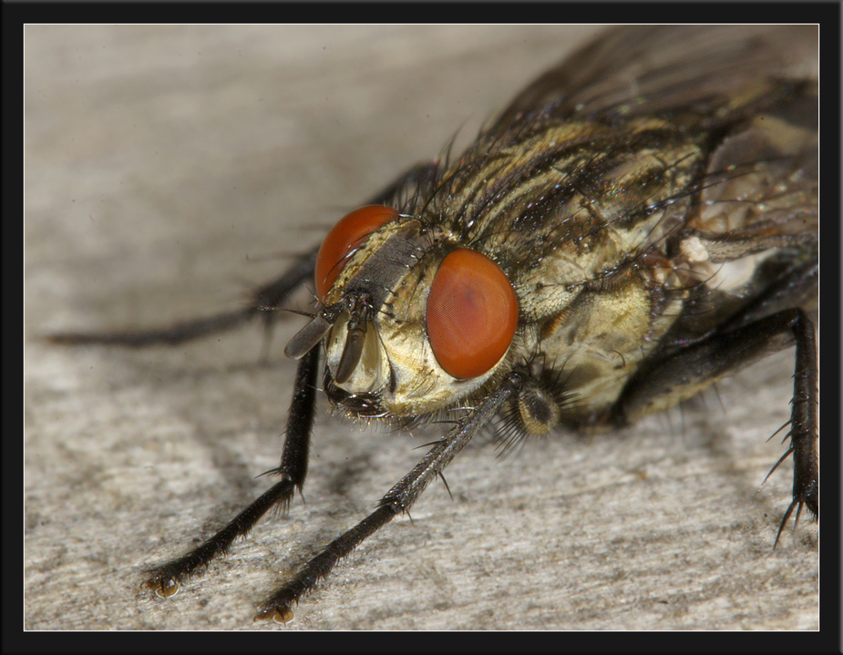 Fliege aus der Nähe