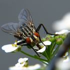 Fliege bei der Arbeit