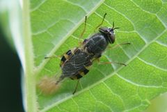 Fliege bei der Eiablage I