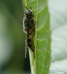 Fliege bei der Eiablage II