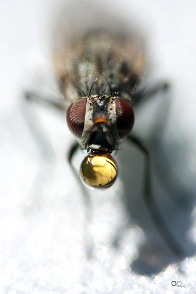 Fliege bei der Mahlzeit