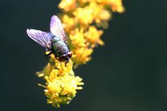 fliege bei der mittagsrast