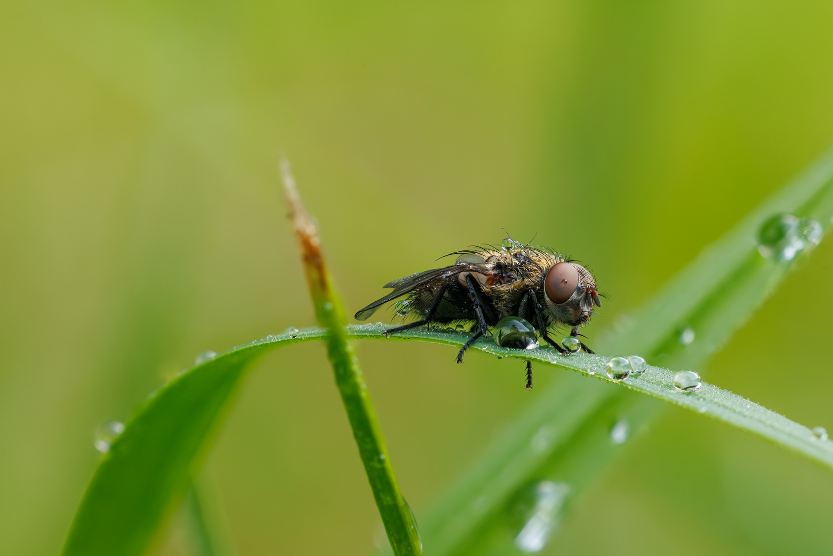 Fliege bei der Morgentoilette