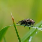 Fliege bei der Morgentoilette