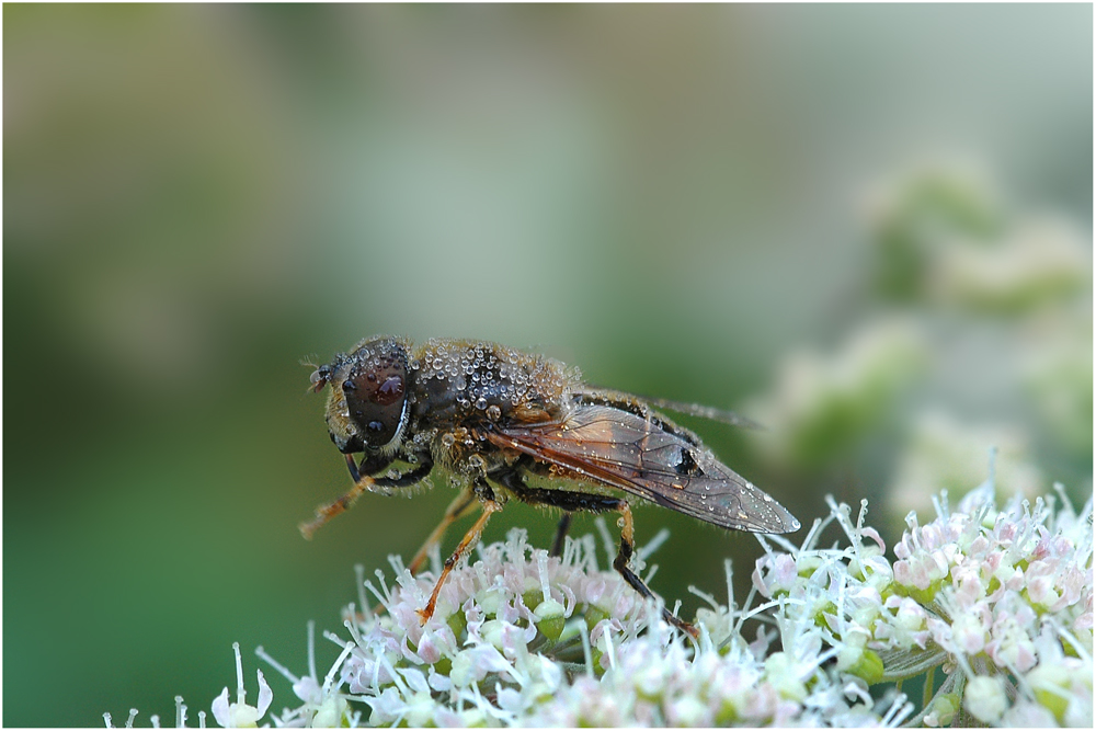 Fliege bei der Morgenwäsche