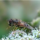 Fliege bei der Morgenwäsche