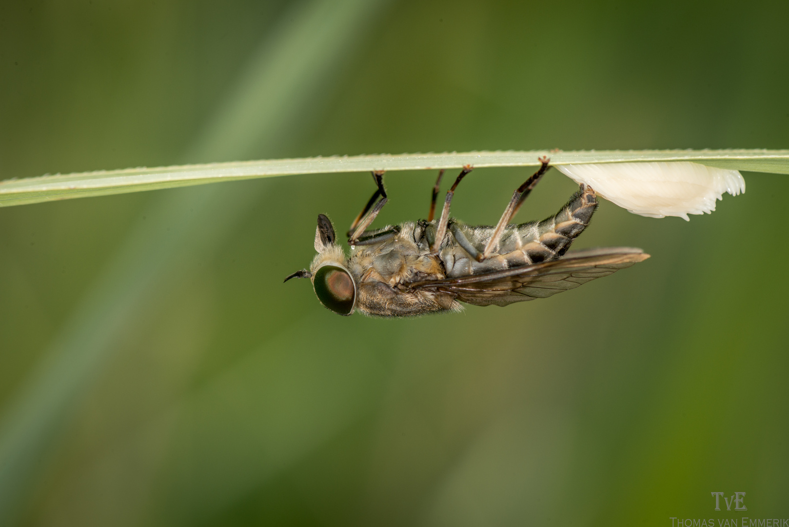 Fliege bei Eiablage