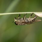 Fliege bei Eiablage