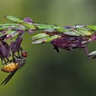 Fliege bei ihrer Lieblingsspeise, Pollen. - Elle aime le pollen!