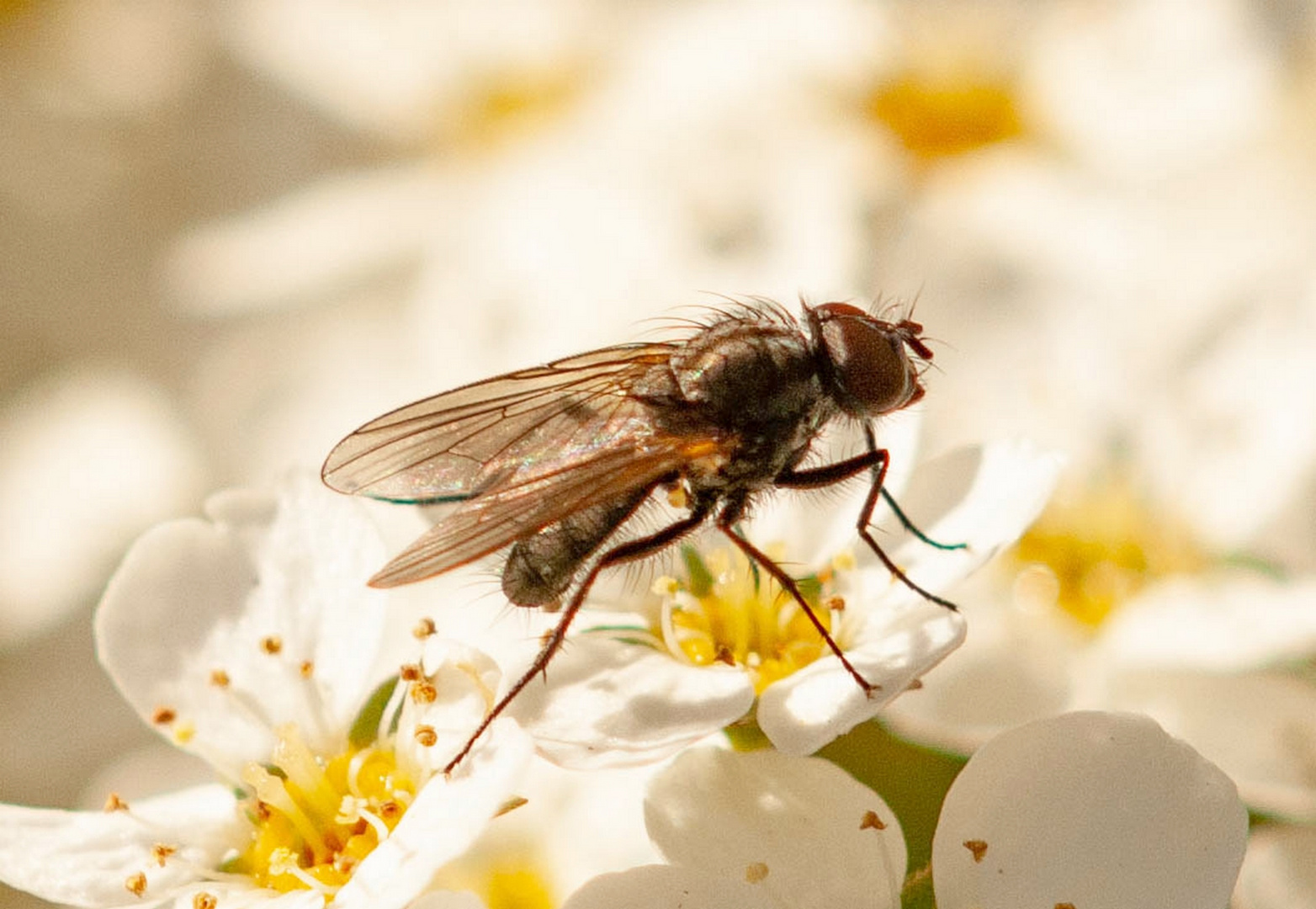 Fliege beim bestäuben