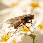 Fliege beim bestäuben