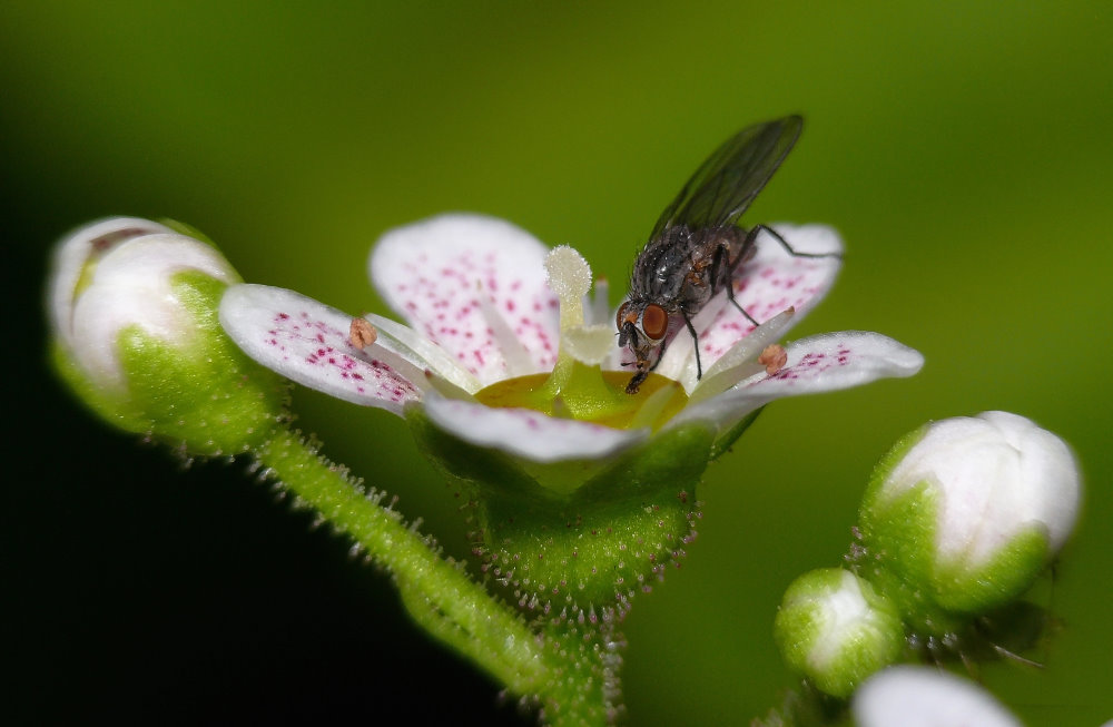 Fliege beim Frühstück ;-)