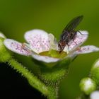 Fliege beim Frühstück ;-)