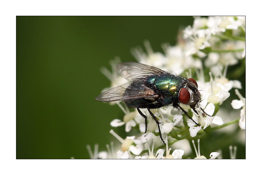 Fliege beim Frühstück