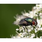 Fliege beim Frühstück