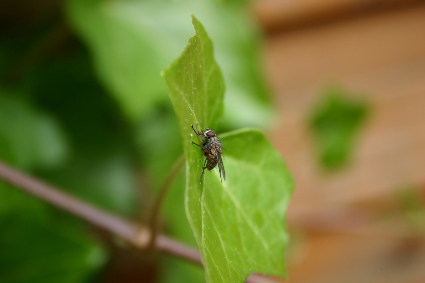 Fliege beim Frühstück.......