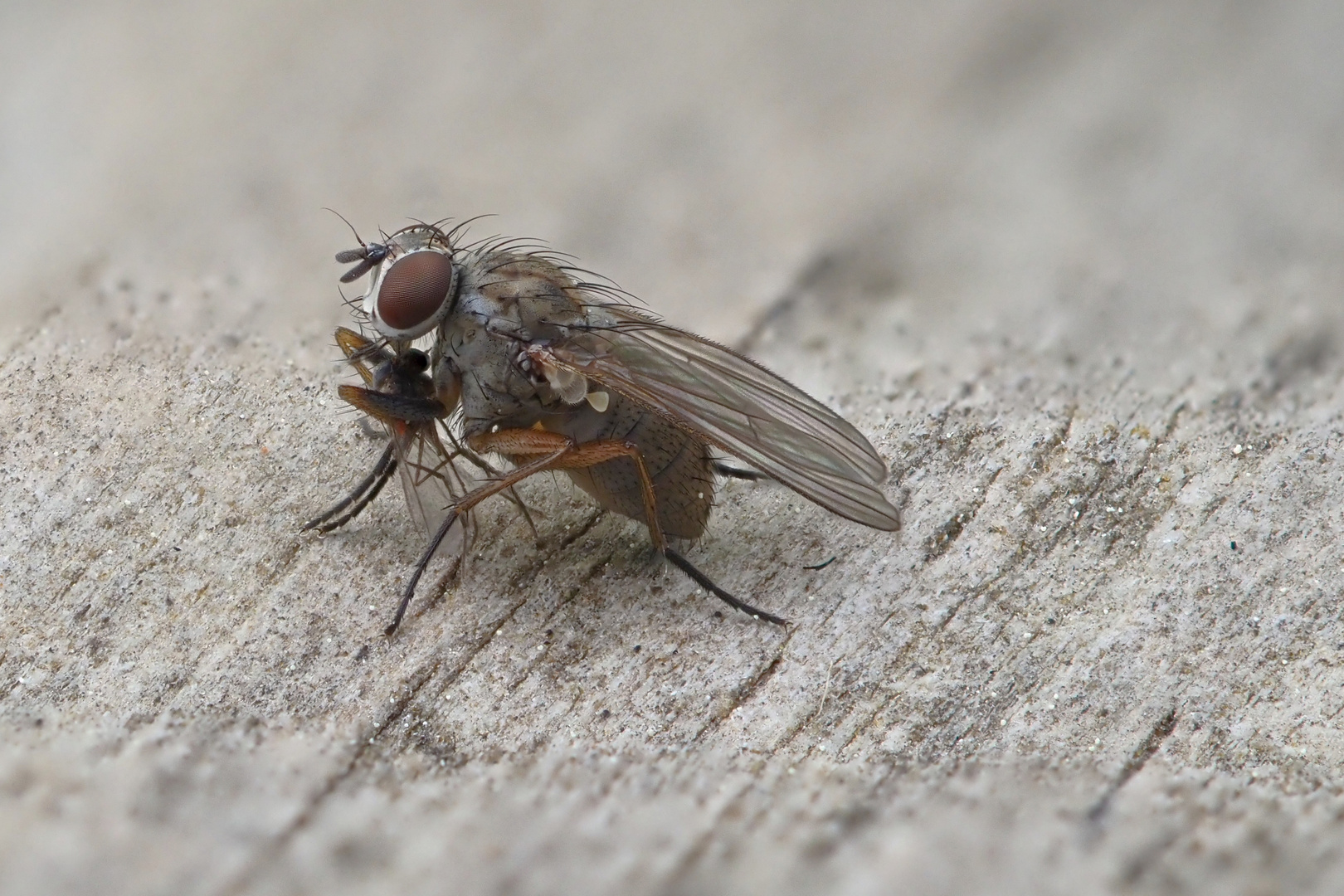 Fliege beim Frühstück - Brachycera -