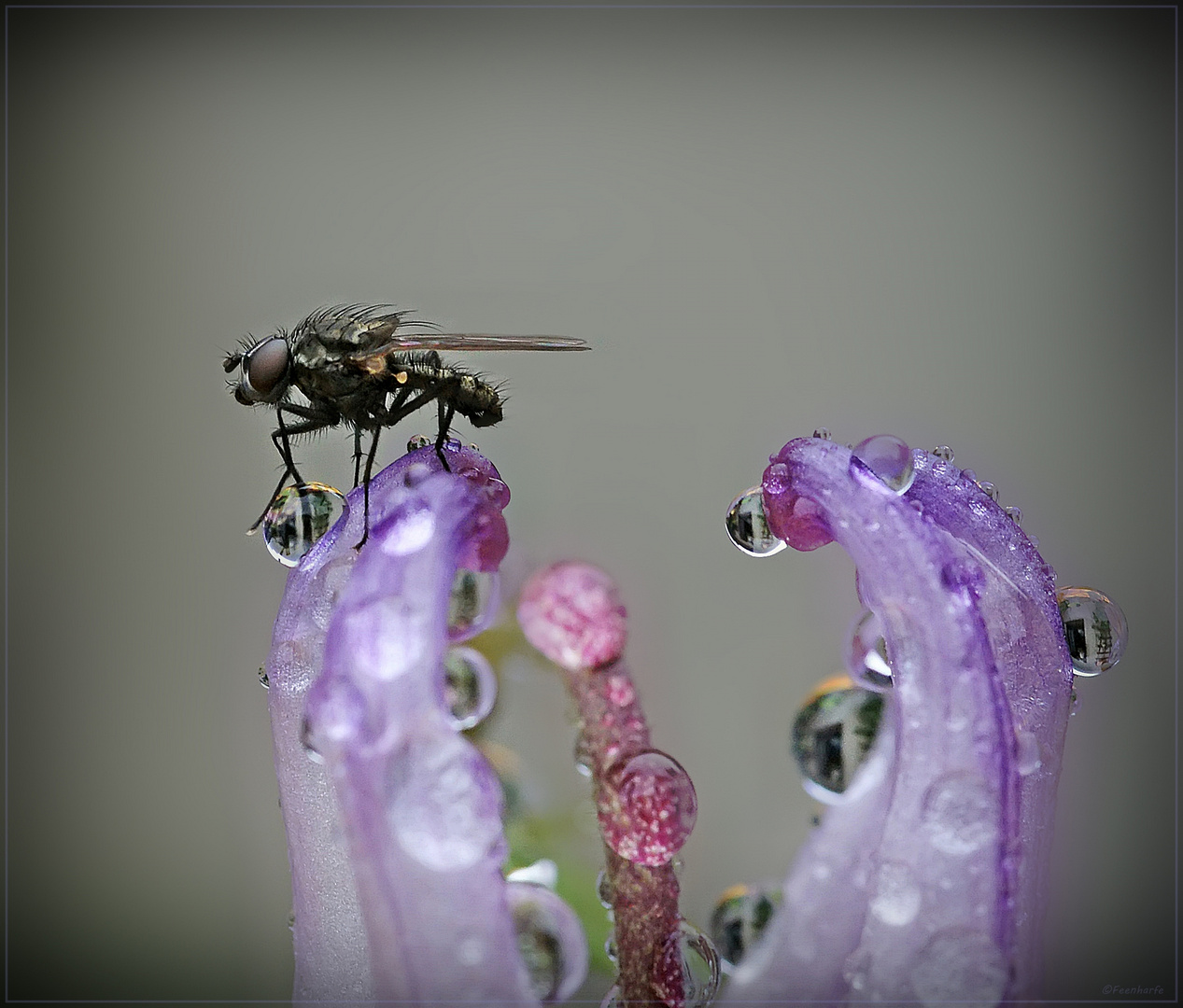 Fliege beim Gugeln erwischt...