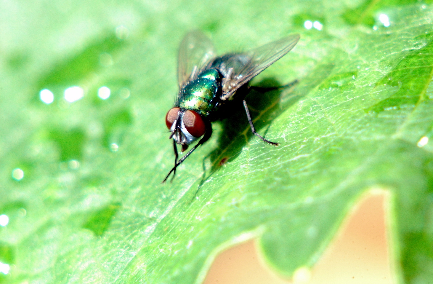 Fliege beim Händchen waschen