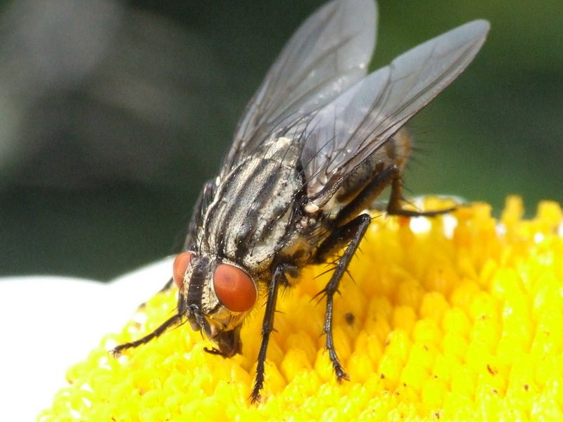 Fliege beim Naschen