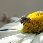 Fliege beim naschen