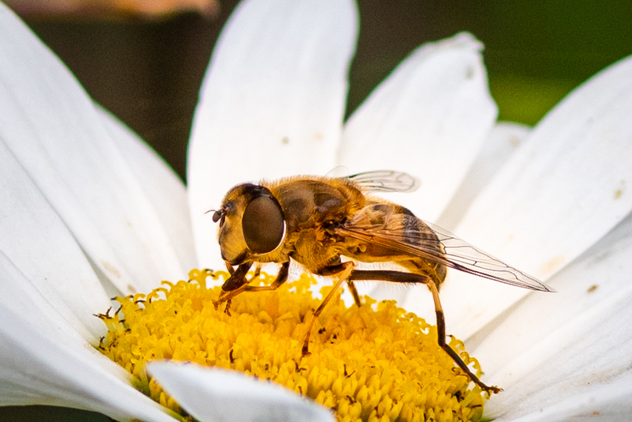 Fliege beim naschen