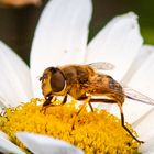 Fliege beim naschen