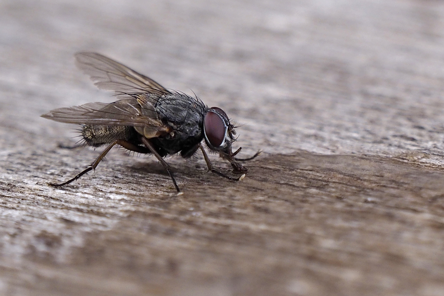 Fliege beim Naschen von der Seite (Freihand)