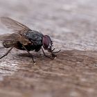 Fliege beim Naschen von der Seite (Freihand)