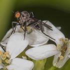 Fliege beim Nektar speisen