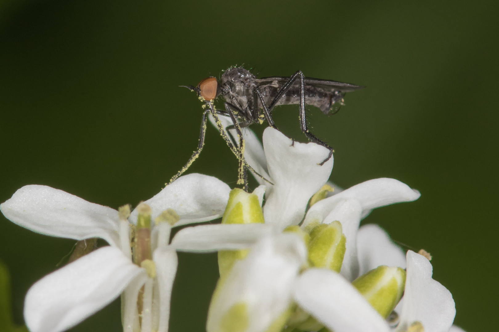 Fliege beim Nektar speisen