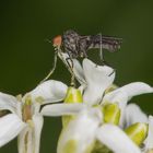 Fliege beim Nektar speisen