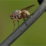 Fliege beim putzen