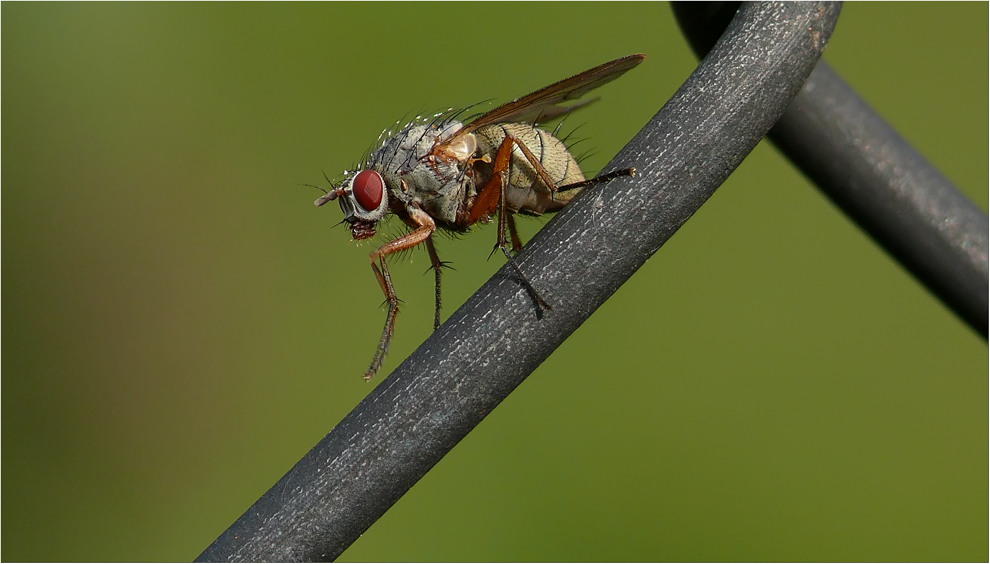 Fliege beim putzen