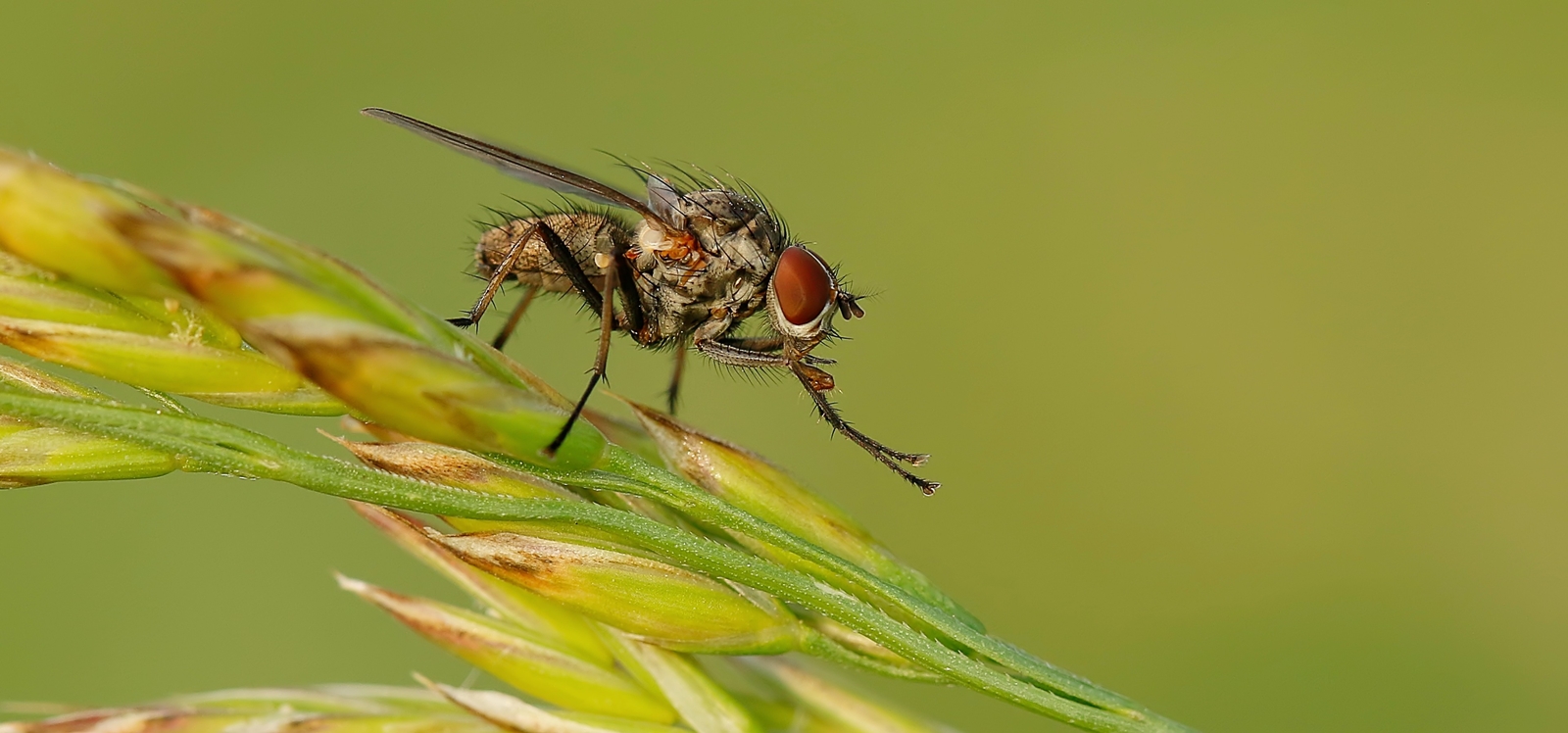 Fliege beim Putzen