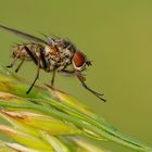 Fliege beim Putzen