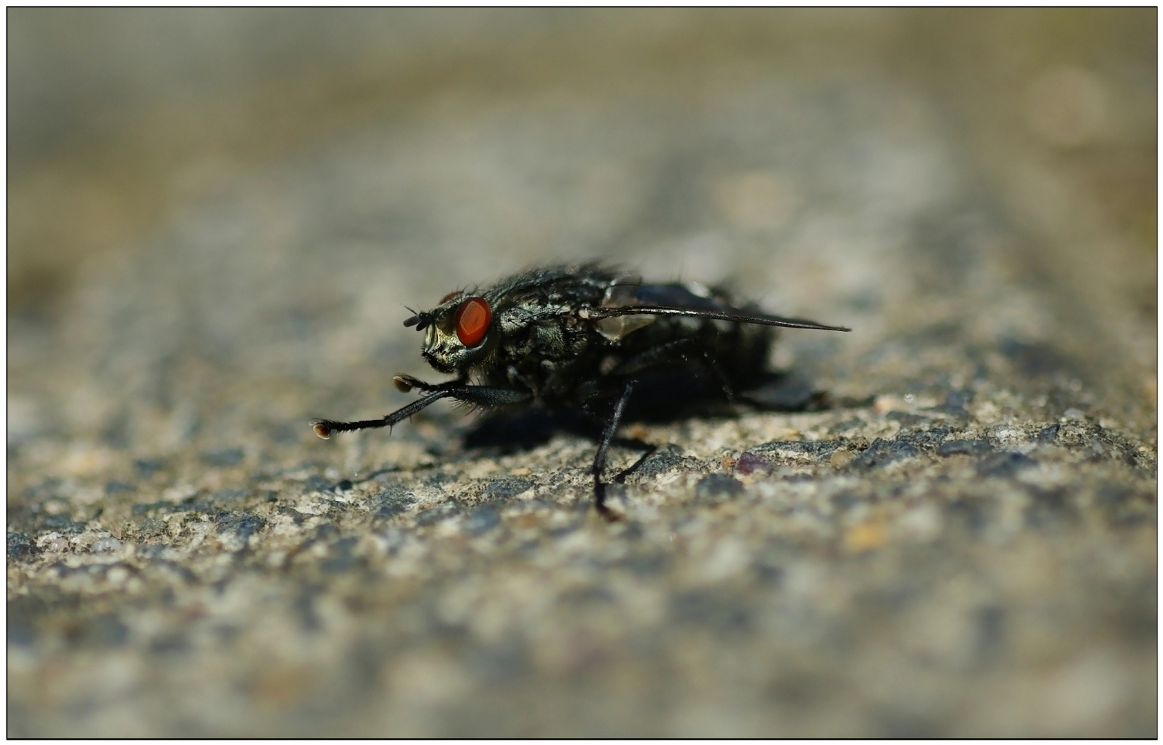 Fliege beim Putzen