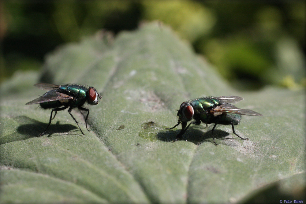 Fliege beim rüsseln