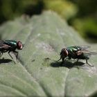 Fliege beim rüsseln