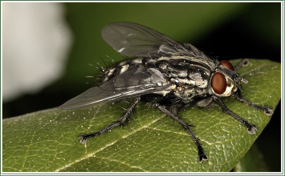 Fliege beim Schlafen in der Sonne