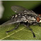 Fliege beim Schlafen in der Sonne