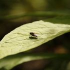 Fliege beim Sonne tanken