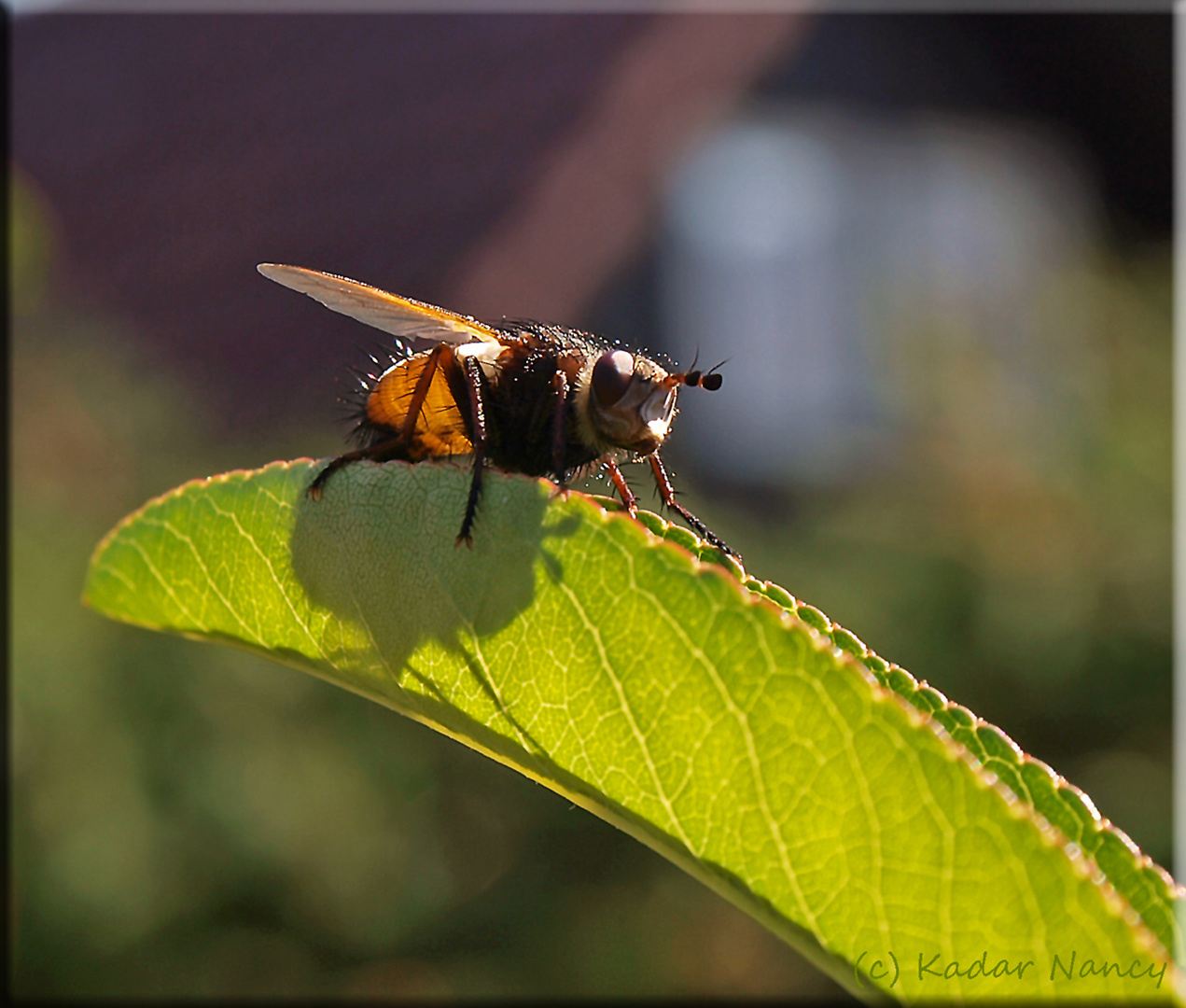 Fliege -- Beim Sonnen