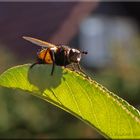 Fliege -- Beim Sonnen