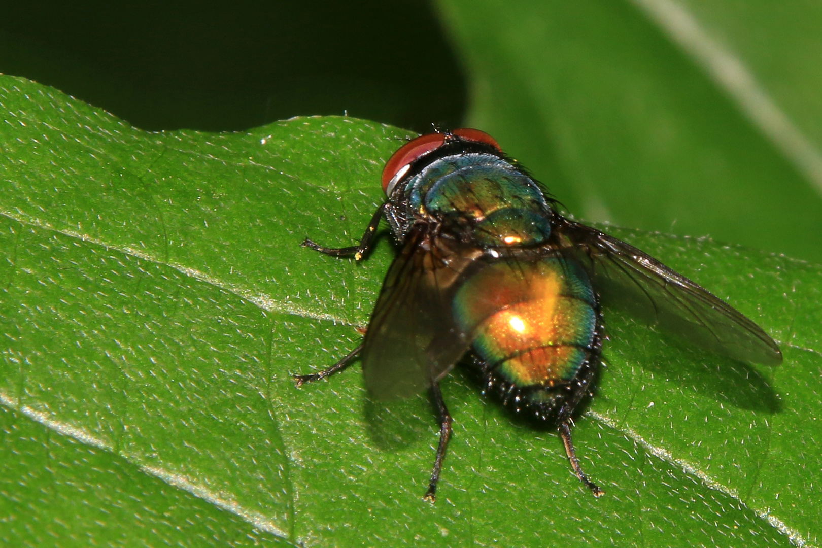 Fliege beim Sonnenbad