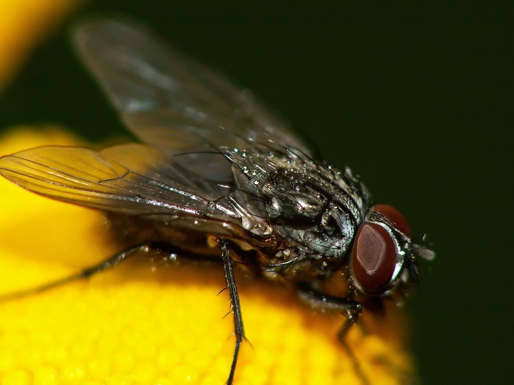 Fliege beim Sonnenbad