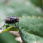 Fliege beim Sonnenbad