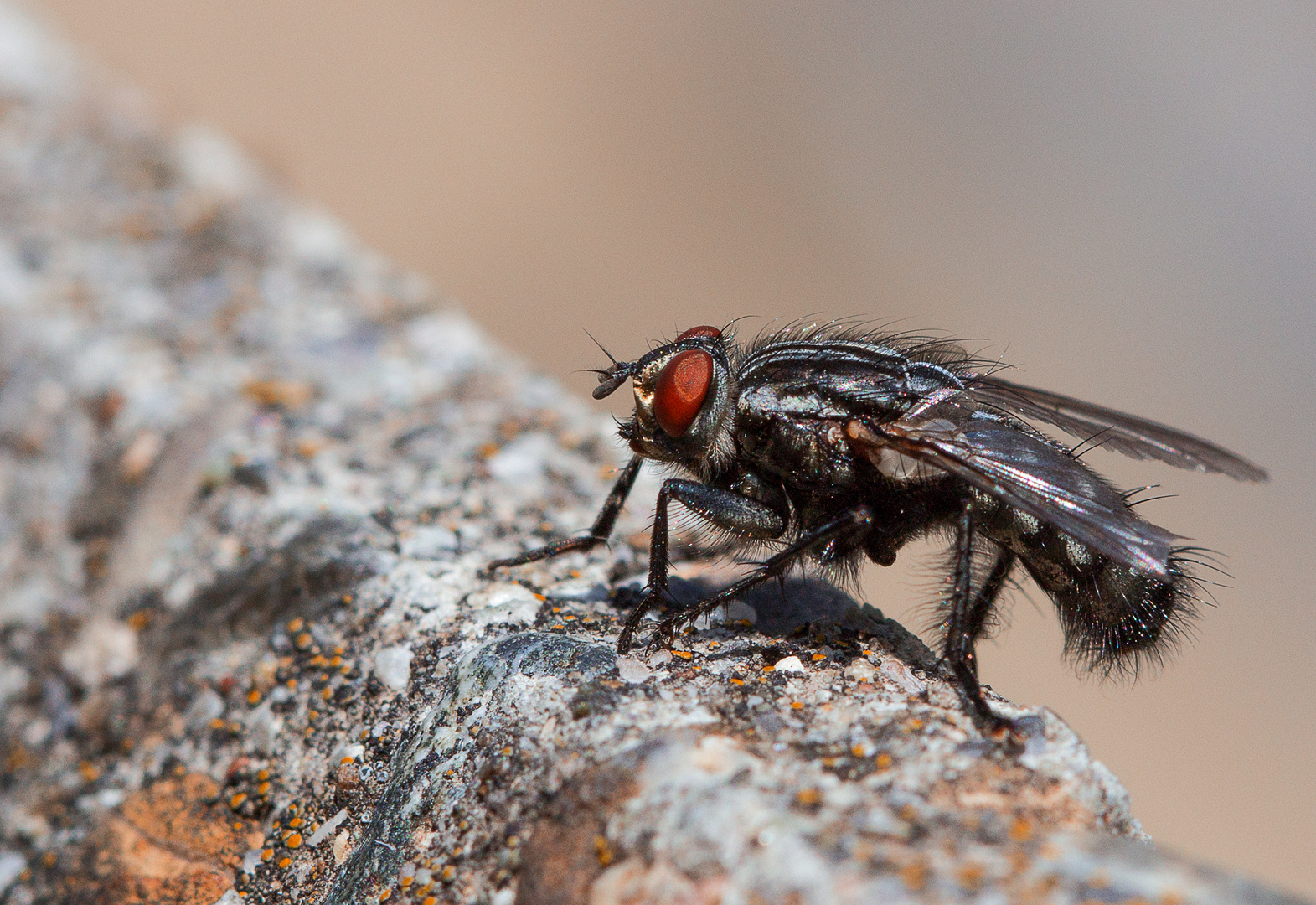 Fliege beim Sonnenbad